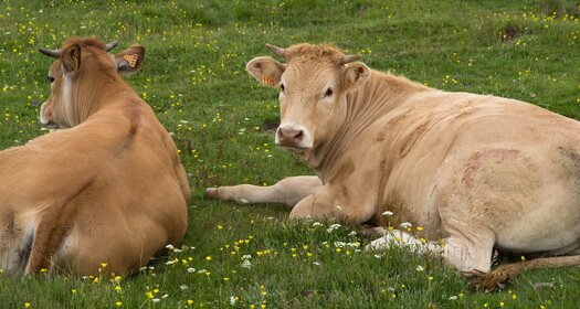 Zwei Kühe liegen auf einer Wiese mit Blumen. Eine Kuh schaut direkt in die Kamera, die andere ist seitlich zu sehen.