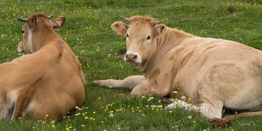 Zwei Kühe liegen auf einer Wiese mit Blumen. Eine Kuh schaut direkt in die Kamera, die andere ist seitlich zu sehen.