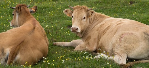Zwei Kühe liegen auf einer Wiese mit Blumen. Eine Kuh schaut direkt in die Kamera, die andere ist seitlich zu sehen.