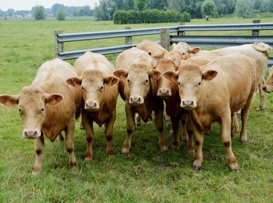 Sechs hellbraune Kühe stehen auf einer Wiese, nah beieinander, mit einem Zaun im Hintergrund.