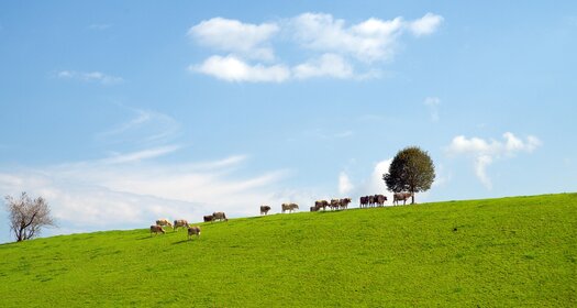 Eine Gruppe von Kühen steht auf einer grünen Wiese, hinter ihnen ein einzelner Baum und ein blauer Himmel mit wenigen Wolken.