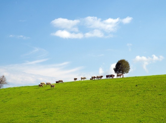 Eine Gruppe von Kühen steht auf einer grünen Wiese, hinter ihnen ein einzelner Baum und ein blauer Himmel mit wenigen Wolken.