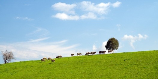 Eine Gruppe von Kühen steht auf einer grünen Wiese, hinter ihnen ein einzelner Baum und ein blauer Himmel mit wenigen Wolken.