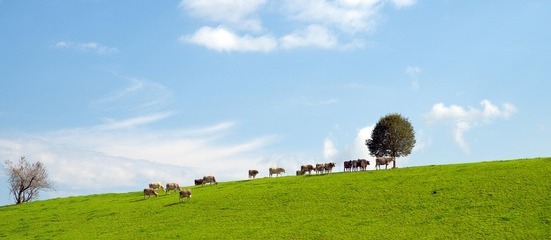 Eine Gruppe von Kühen steht auf einer grünen Wiese, hinter ihnen ein einzelner Baum und ein blauer Himmel mit wenigen Wolken.