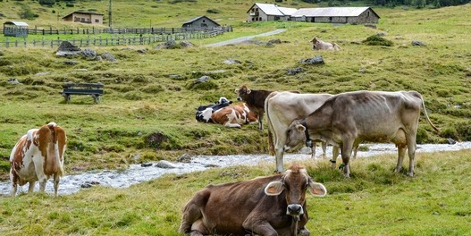 Eine Gruppe Kühe grast und liegt am Ufer eines kleinen Baches in einer grünen Wiese, umgeben von Bergen und Hütten.