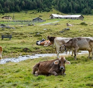 Eine Gruppe Kühe grast und liegt am Ufer eines kleinen Baches in einer grünen Wiese, umgeben von Bergen und Hütten.