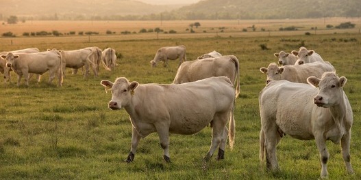 Weisse Kühe stehen auf einer Wiese, einige schauen in die Kamera, während andere im Hintergrund grasen.