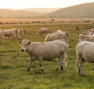 Weisse Kühe stehen auf einer Wiese, einige schauen in die Kamera, während andere im Hintergrund grasen.