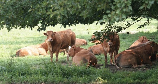 Eine Gruppe von Limousin-Rindern steht und liegt auf einer Wiese, teilweise im Schatten eines Baumes.