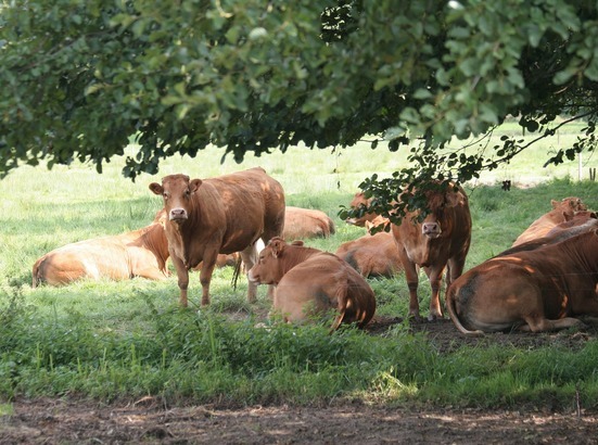 Eine Gruppe von Limousin-Rindern steht und liegt auf einer Wiese, teilweise im Schatten eines Baumes.