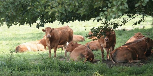 Eine Gruppe von Limousin-Rindern steht und liegt auf einer Wiese, teilweise im Schatten eines Baumes.